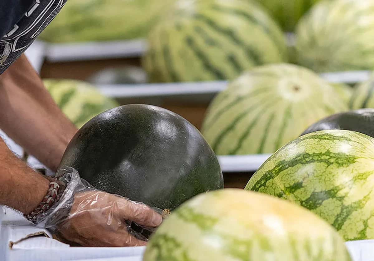 Mercadona наращивает закупки арбузов