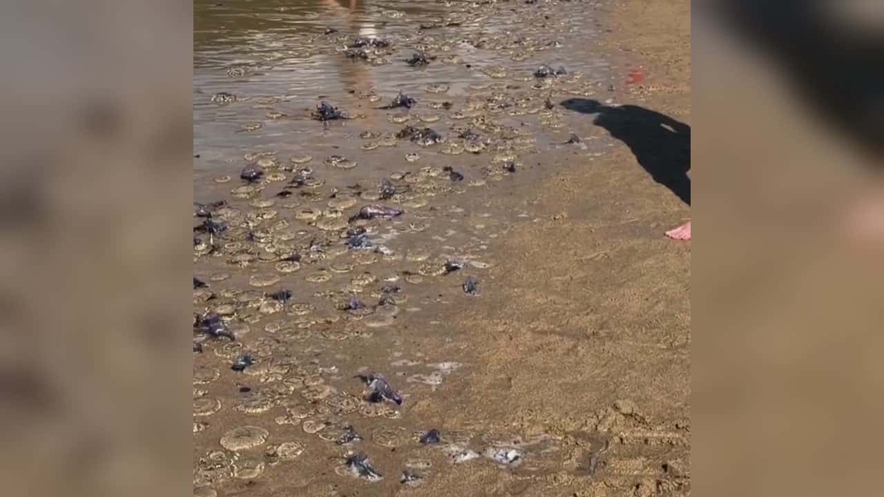 На северном побережье Испании нашествие опасных португальских корабликов