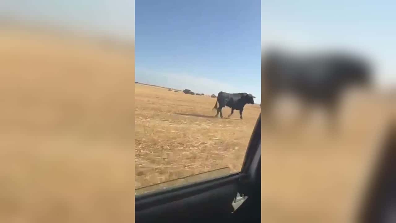 В провинции Гвадалахара разъяренный бык протаранил автомобиль и застрял рогом в салоне