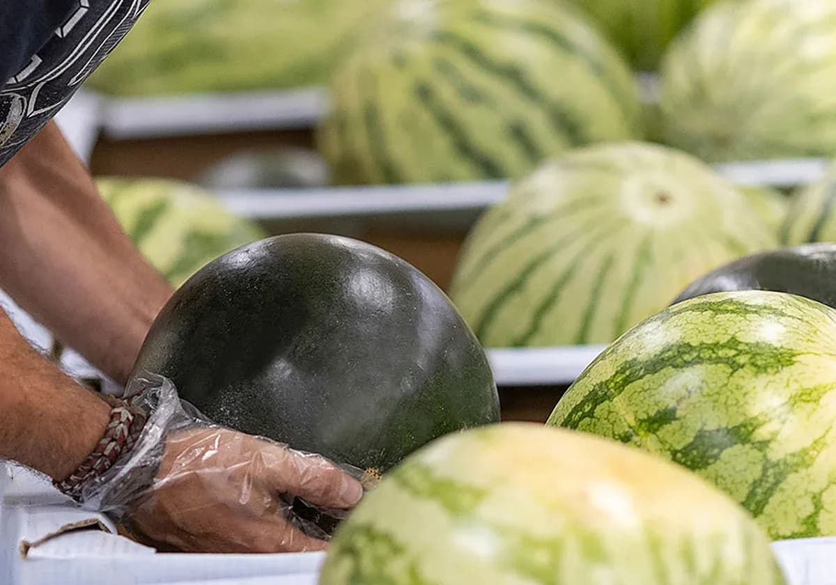 Mercadona наращивает закупки арбузов